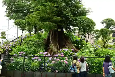 白山神社(東京都)