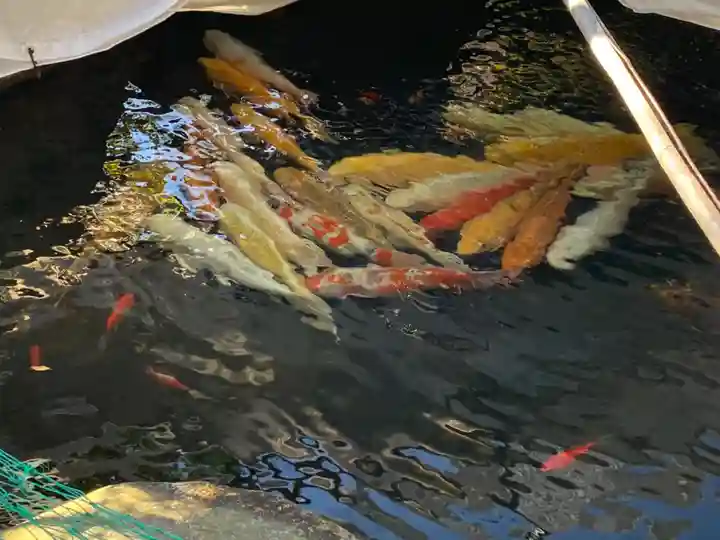 龍眼寺(萩寺)の動物