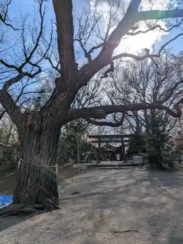 相馬神社の{uncategorized: "未分類", other: "その他", undefined: "問題あり", building: "その他建物", grave: "お墓", sacred_gate: "鳥居", guardian: "狛犬", statue: "像", buddha: "仏像", history: "歴史", nature: "自然", garden: "庭園", animal: "動物", pagoda: "塔", temizu: "手水舎", mountain_gate: "山門・神門", sanctuary: "本殿・本堂", subordinate: "末社・摂社", art: "芸術", scenery: "景色", jizo: "地蔵", ema: "絵馬", goshuin: "御朱印", omikuji: "おみくじ", items: "授与品その他", amulet: "お守り", goshuincho: "御朱印帳", eats: "食事", festival: "お祭り", votive_dance: "神楽", shichigosan: "七五三参", wedding: "結婚式", experience: "体験その他", initially: "初詣", around: "周辺", anti_infection: "感染症対策"}