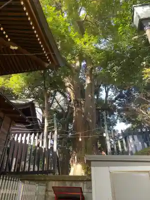 太子堂八幡神社の{uncategorized: "未分類", other: "その他", undefined: "問題あり", building: "その他建物", grave: "お墓", sacred_gate: "鳥居", guardian: "狛犬", statue: "像", buddha: "仏像", history: "歴史", nature: "自然", garden: "庭園", animal: "動物", pagoda: "塔", temizu: "手水舎", mountain_gate: "山門・神門", sanctuary: "本殿・本堂", subordinate: "末社・摂社", art: "芸術", scenery: "景色", jizo: "地蔵", ema: "絵馬", goshuin: "御朱印", omikuji: "おみくじ", items: "授与品その他", amulet: "お守り", goshuincho: "御朱印帳", eats: "食事", festival: "お祭り", votive_dance: "神楽", shichigosan: "七五三参", wedding: "結婚式", experience: "体験その他", initially: "初詣", around: "周辺", anti_infection: "感染症対策"}