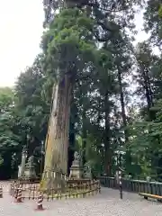 戸隠神社中社の庭園