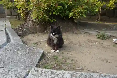 鳩ヶ谷氷川神社の動物