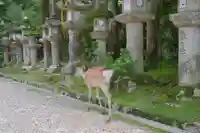 春日大社の動物