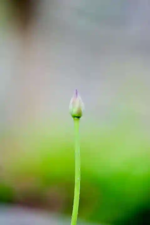 浄土寺(兵庫県)
