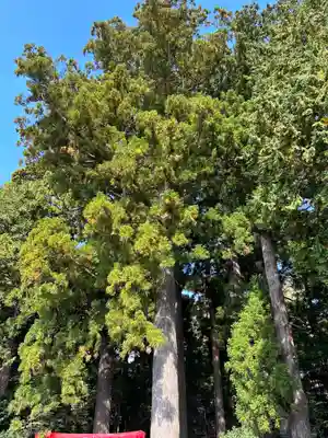 須山浅間神社(静岡県)