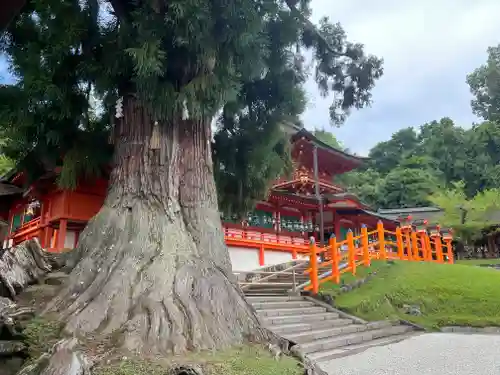 春日大社の自然