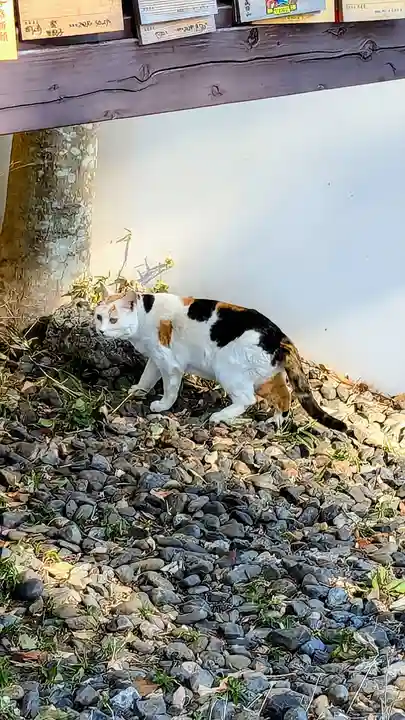 成田山新勝寺の動物