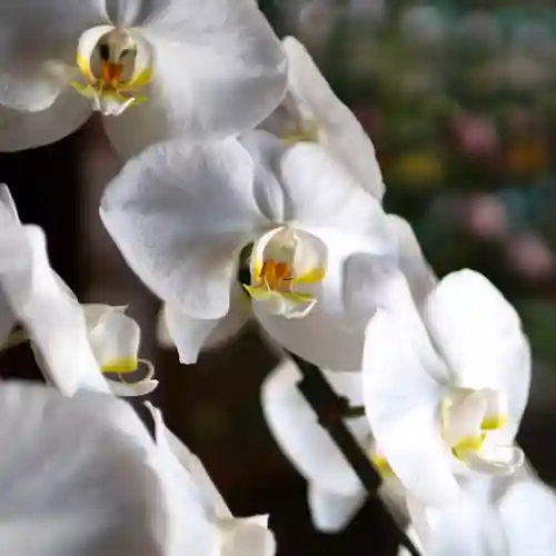 三津厳島神社の自然