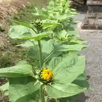 高司神社〜むすびの神の鎮まる社〜の自然