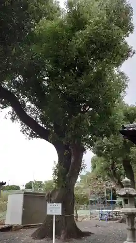 稲荷神社の自然