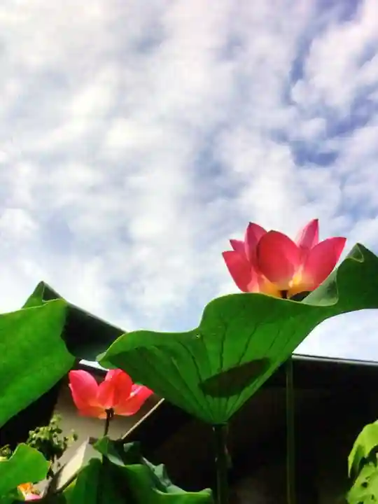 宗延寺(東京都)