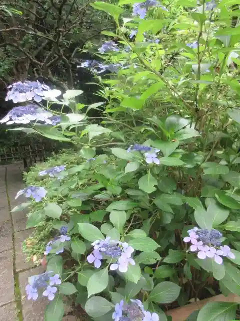 安國論寺(安国論寺)の庭園