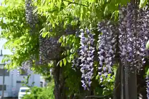 宝光寺の庭園(2023年06月10日(土) 08時03分06秒投稿)