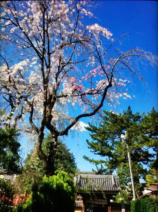 玄国寺(東京都)