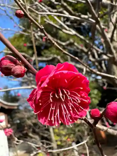 布多天神社の自然