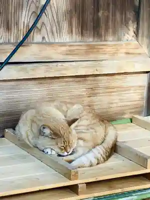 間々田八幡宮(栃木県)