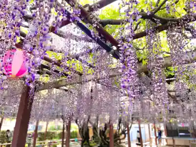 太巌寺(ふじの寺)(三重県)