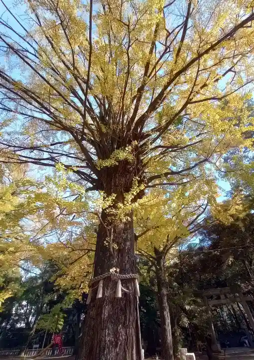 赤坂氷川神社(東京都)