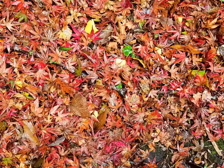 鰐淵寺(島根県)