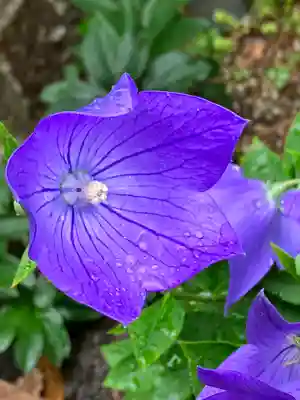 水堂須佐男神社(兵庫県)