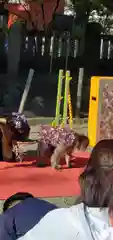 浅草神社の動物