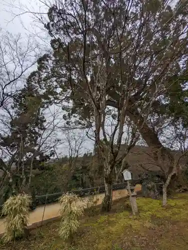 十輪寺(京都府)