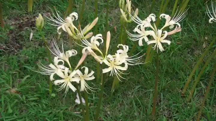 横浜 西方寺の自然