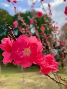 高平山遍照寺の自然(2022年03月25日(金) 19時31分35秒投稿)