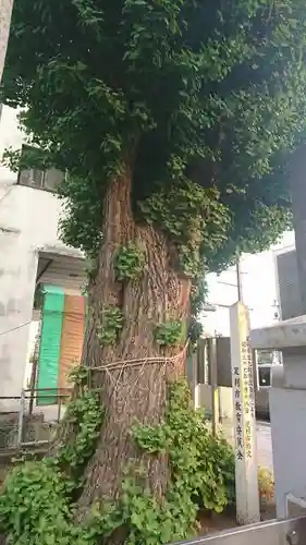 八雲神社 (通五丁目)の自然