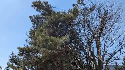 澄丘神社の自然