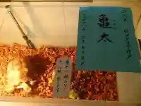 越谷香取神社の動物