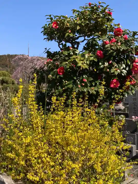 光照寺(神奈川県)