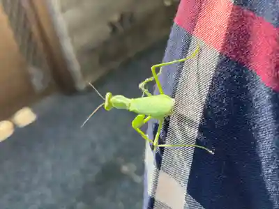 都久生須麻神社の動物