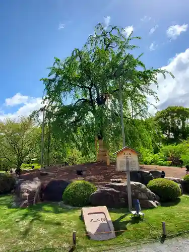 東寺（教王護国寺）の自然