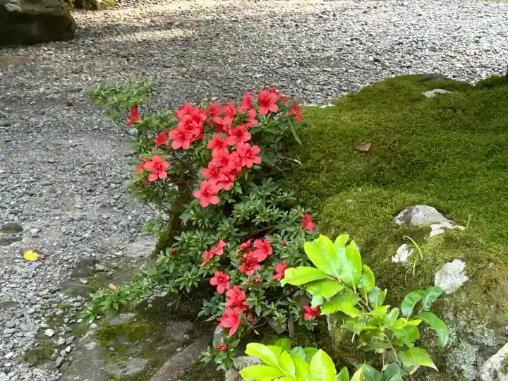 彌彦神社(新潟県)