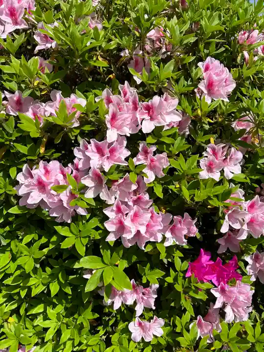 櫻木神社(千葉県)