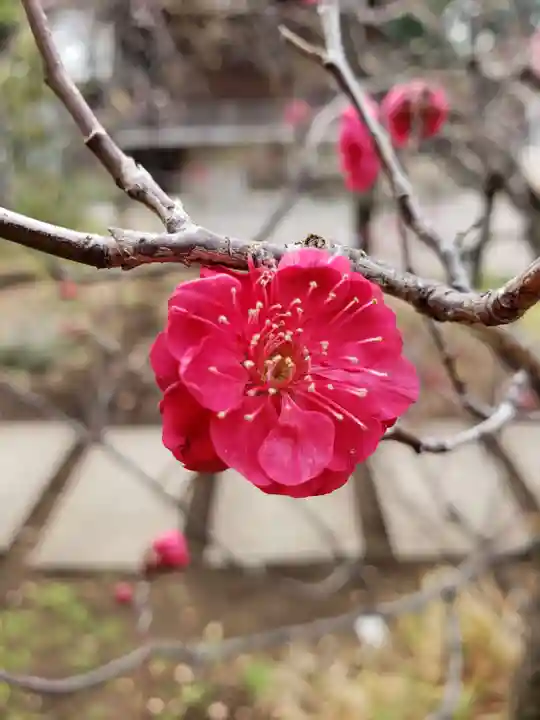 布多天神社の自然