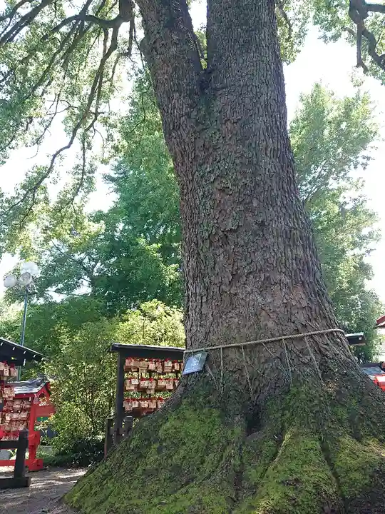 冠稲荷神社の自然