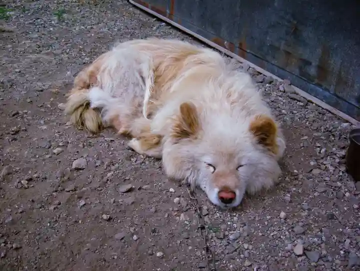 札幌諏訪神社の動物