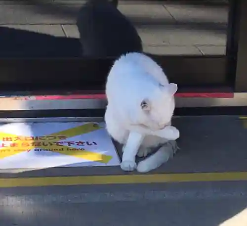 愛宕神社の動物