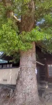 神明社・八幡社合殿（中杉町）(愛知県)