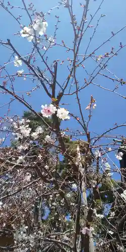 鳩ヶ谷氷川神社の自然