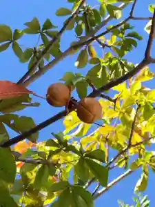 厚別神社(北海道)(2023年09月22日(金) 11時18分41秒投稿)