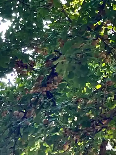 雲八幡宮の自然