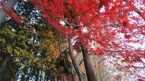 宝登山神社奥宮(埼玉県)