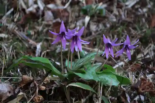 田村神社の自然