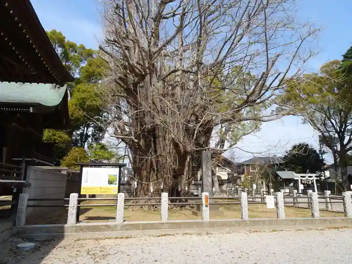 葛飾八幡宮の自然