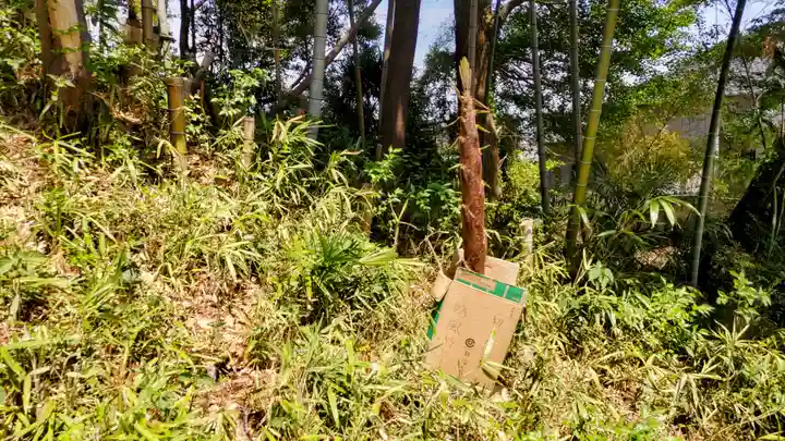 竹乃子浅間神社(埼玉県)