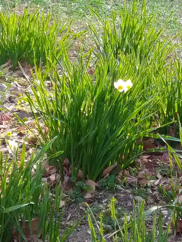 阿智神社の自然