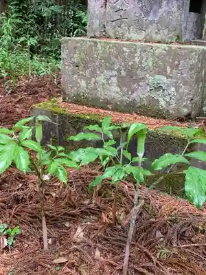 東泉箒根神社の自然